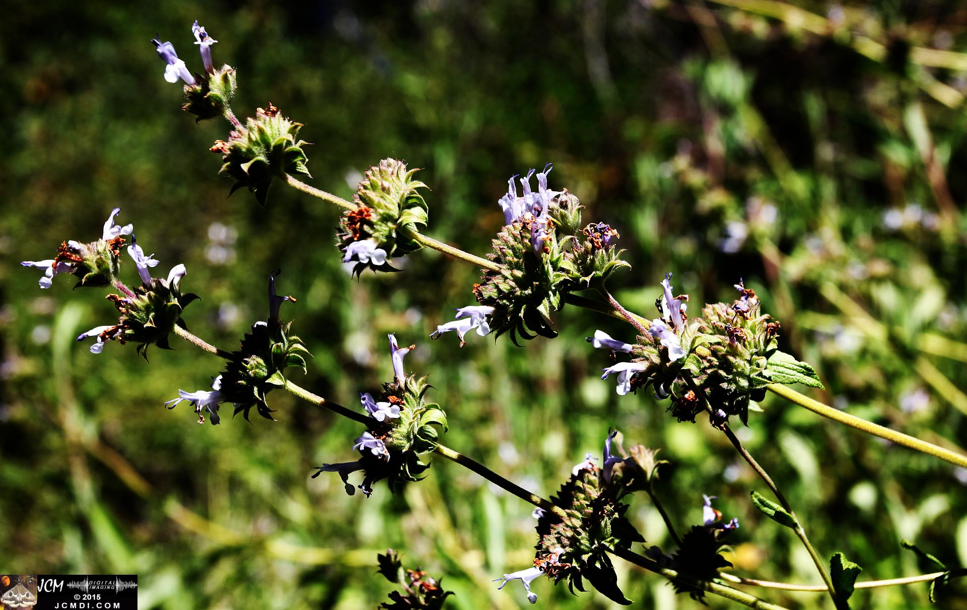 Whitney Canyon Hike sage flowers